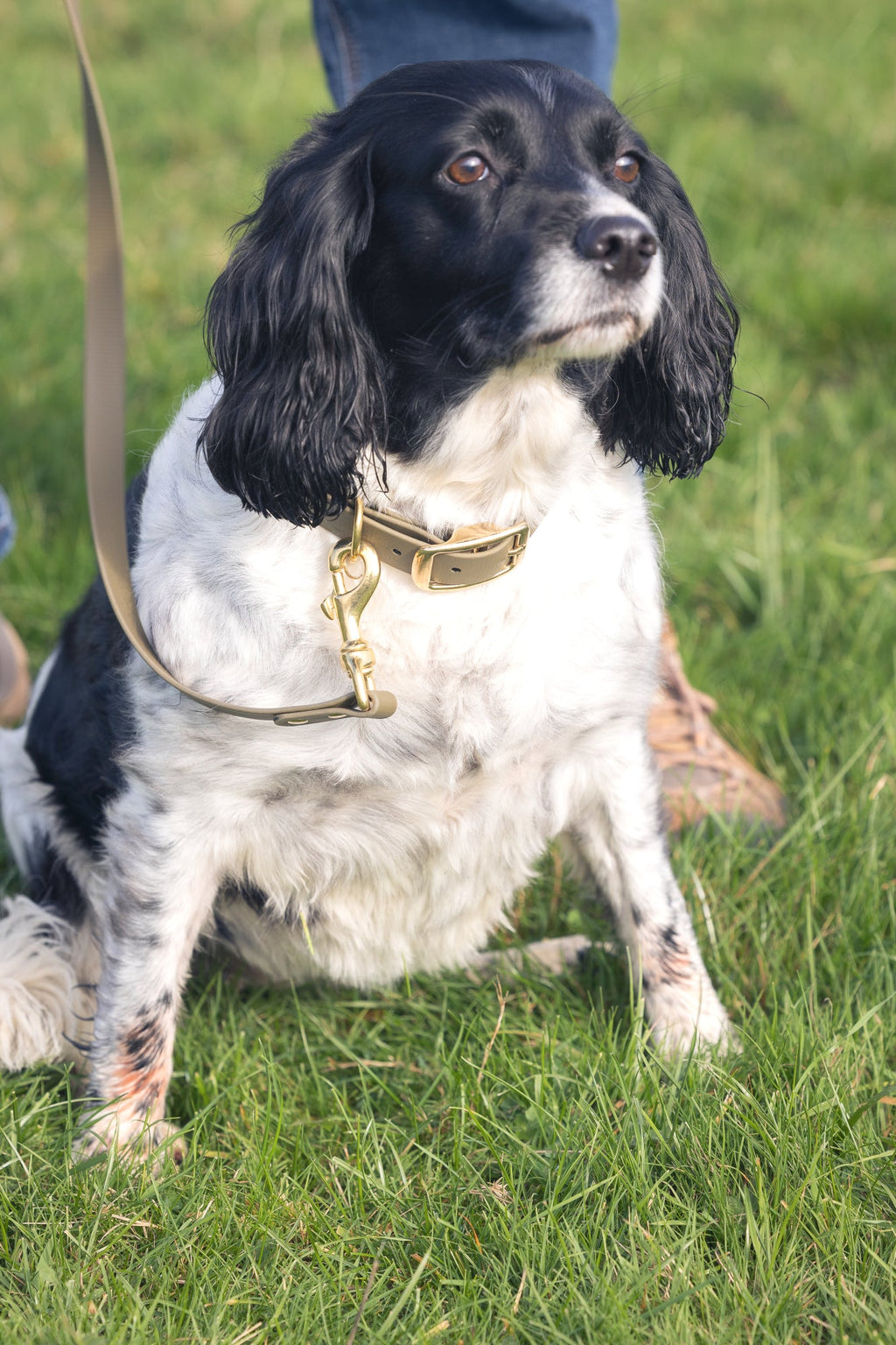 Olive BioThane® Dog Collar