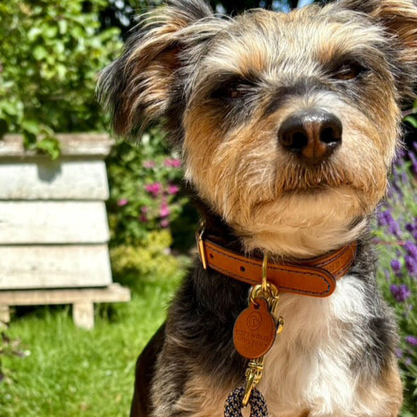 Leather and felt dog collar - Tan and marine